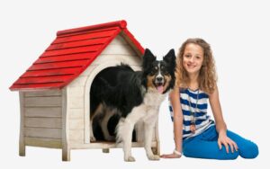 Caseta para Border Collie