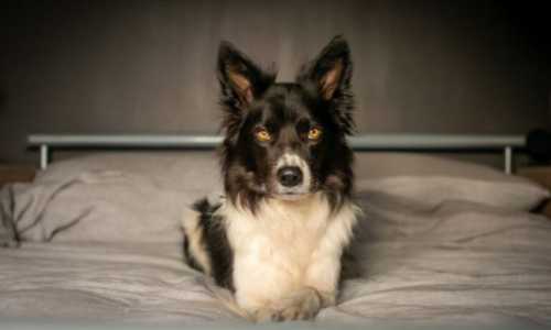 Border Collie en piso