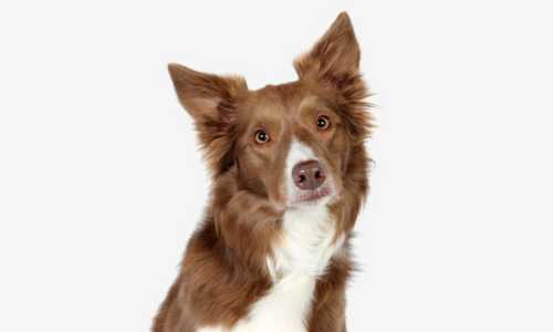 Border Collie Red