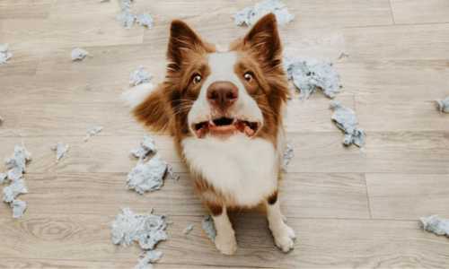 Border Collie Marrón
