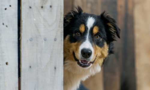Border Collie Marrón
