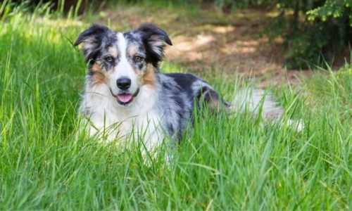 Border Collie Blue Merle
