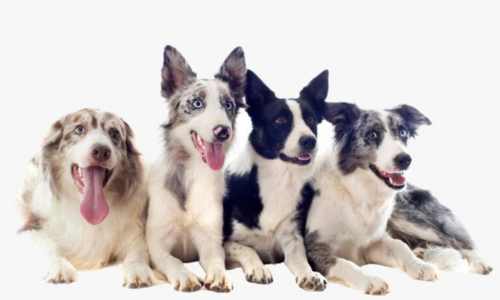 Tamaños en Border Collies