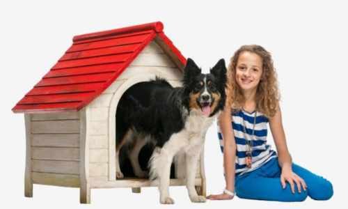 Caseta para Border Collie