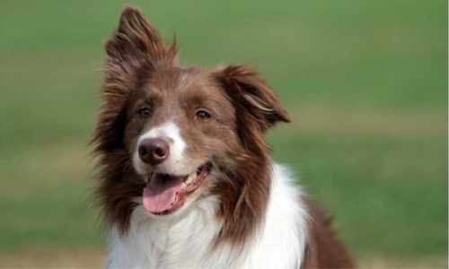 Cepillos para Border Collie
