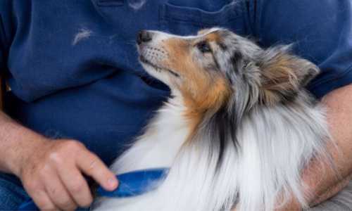 Cepillado de Border Collie