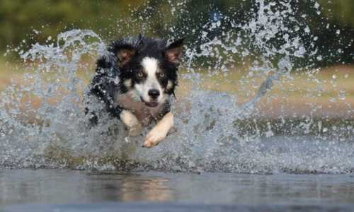 Manteniendo a tu Border Collie en forma