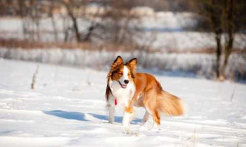 Border Collie Sable