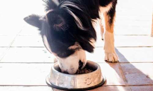 Piensos para Border Collie