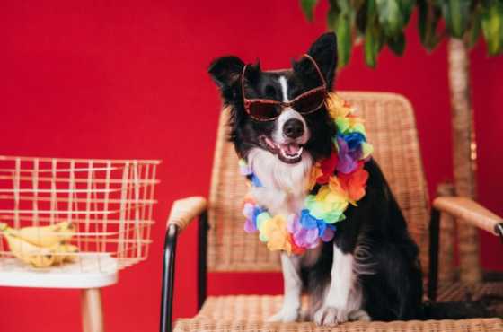 Comandos esenciales para Border Collies