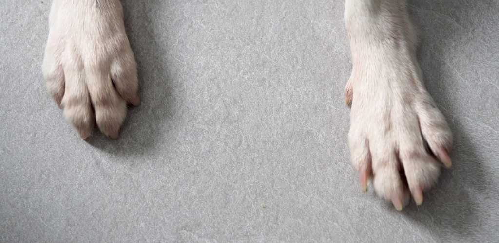 cuidado de las patas Border Collie