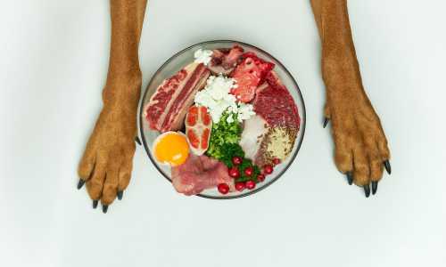 Dieta Barf para Border Collie