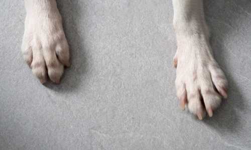 Cuidados de las Patas Border Collie