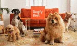 Dogfy para border collie