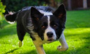 collar adiestramiento border collie