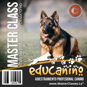 Curso adiestramiento Border Collie