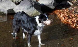bozal para border collie