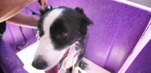 champu para border collie