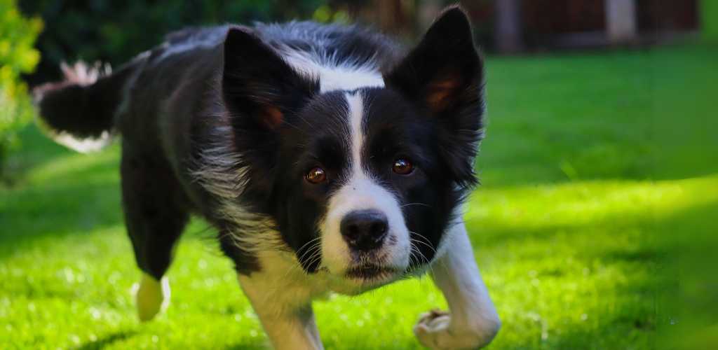 collar adiestramiento border collie