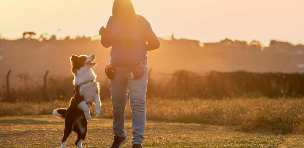 collar adiestramiento border collie