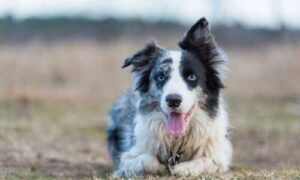 como educar un border collie.miniatura