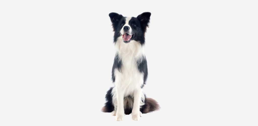 Cómo educar a un Border Collie