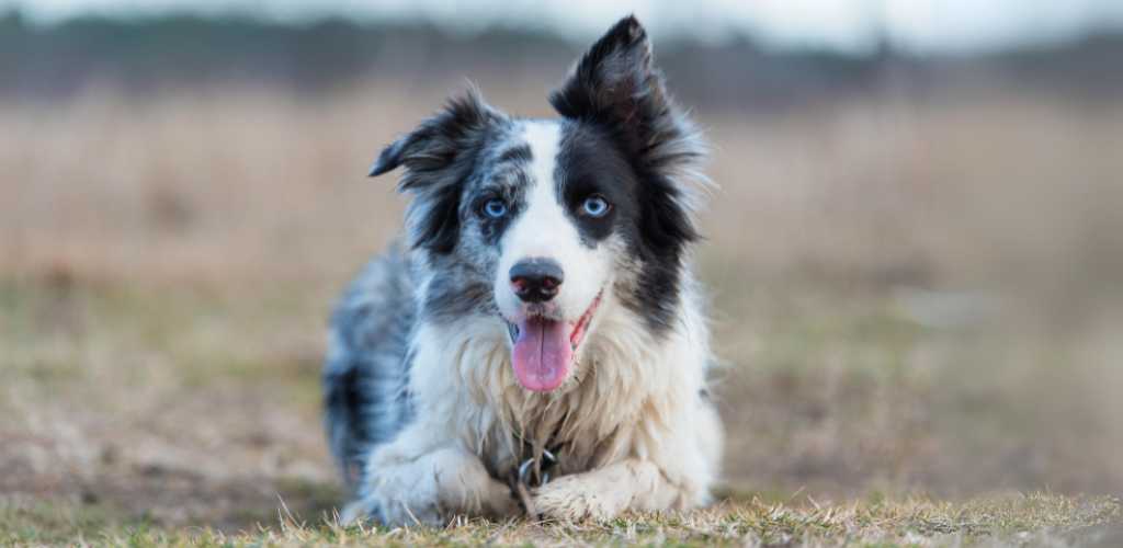 Cómo educar a un Border Collie