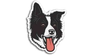 Pegatina Border Collie
